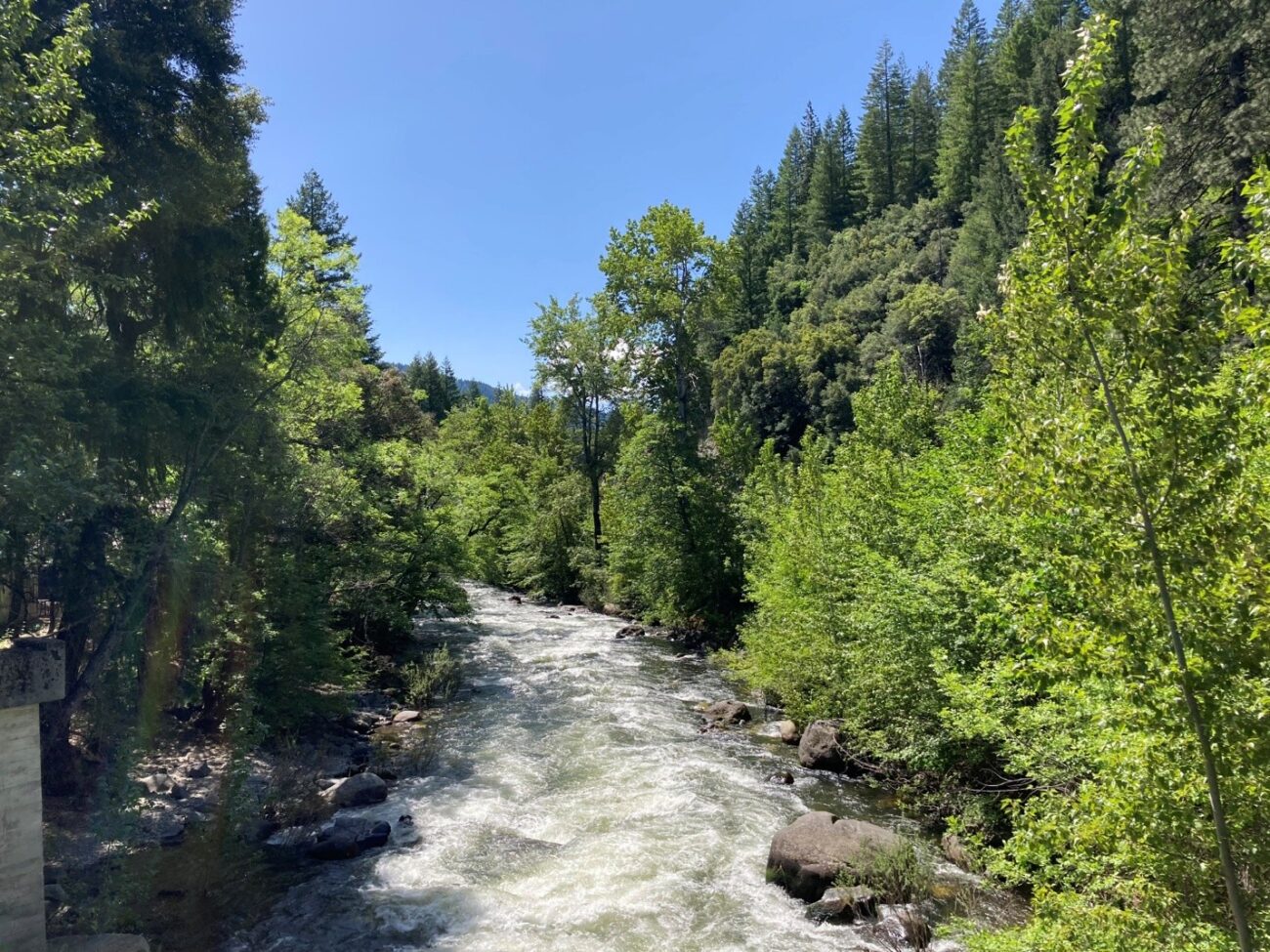 A river running through a forest.