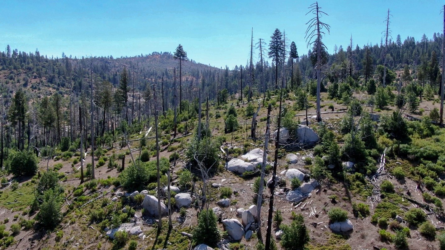 A hill with trees, some burned, and rocks.