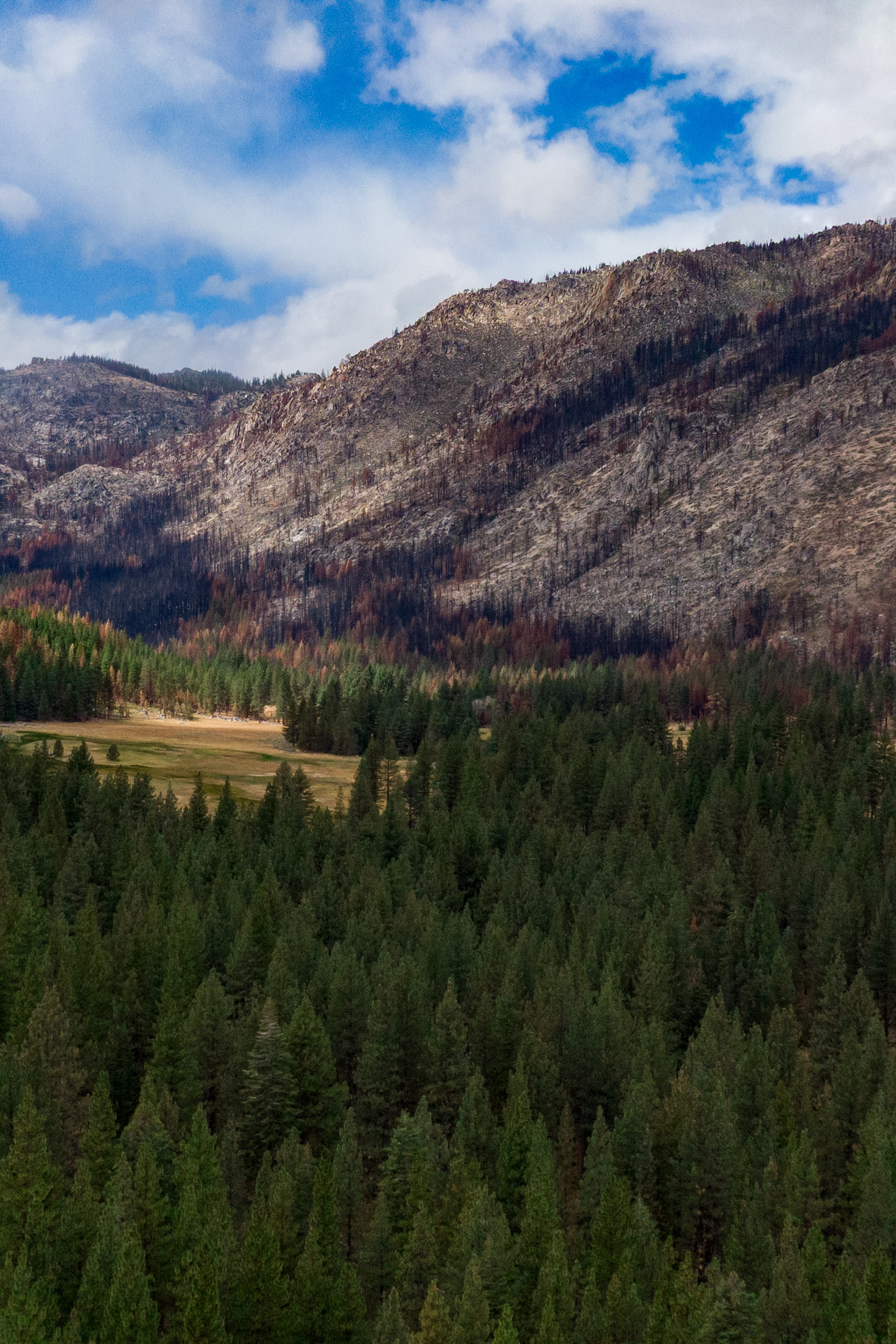 green trees in the foreground with large mountains in the background that are heavily burned and mostly bare with streaks of blackened trees
