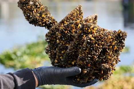 A gloved hand holds a grouping of mussels