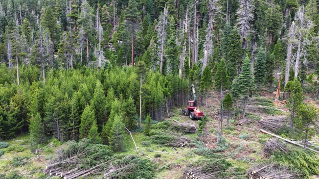 A construction vehicle among fallend trees in a meadow